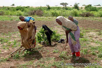Somalia is facing another food crisis: here's why — and what can be done to stop the cycle - MinnPost