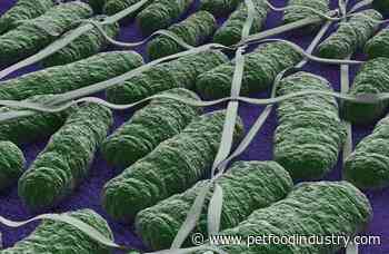 Will zero tolerance for Salmonella in pet food ever change? - PetfoodIndustry.com