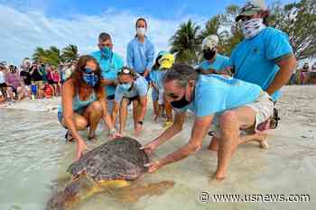 Judge Asked to Halt Dredges During Sea Turtle Nesting Season
