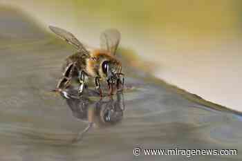 Training bees to smell coronavirus - Mirage News