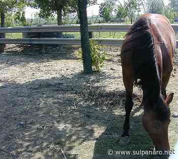 Giovane cade da cavallo al centro ippico di Soliera - SulPanaro | News - SulPanaro