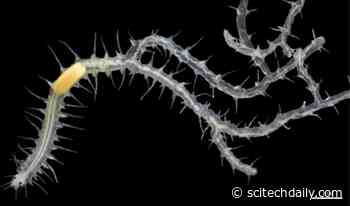 Bizarre Branching Worm With Dividing Internal Organs Discovered Growing in Sea Sponge