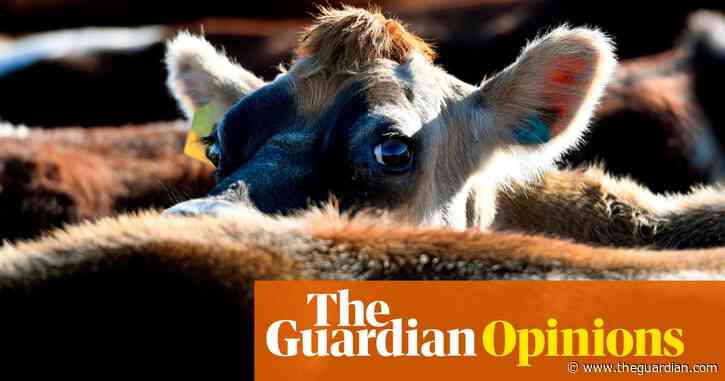 New Zealand treats animals inhumanely – but it could become a world leader in their welfare | Philip McKibbin