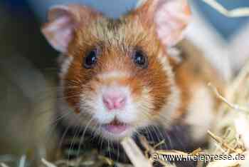 Wissenswertes um den heimischen Feldhamster - Freie Presse