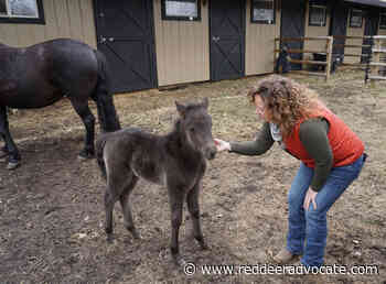 Central Alberta Ranch home to rare pony breed – Red Deer Advocate - Red Deer Advocate