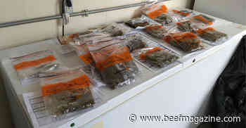 Manure testing results: ‘No bull’ to ranchers