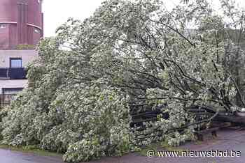 Stormschade in Mechelse regio blijft beperkt ondanks hevige windstoten