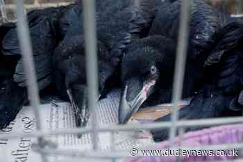 Florence or Matilda? Public to name Tower of London's baby raven - Dudley News