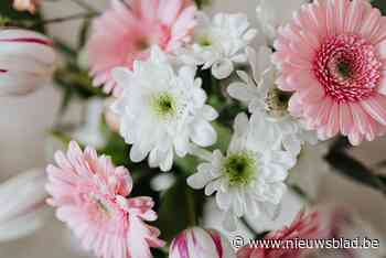 Gerbera’s voor alle winkelende mama’s in centrum van Puurs zaterdag