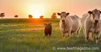 Disease Control Takes a Program Approach