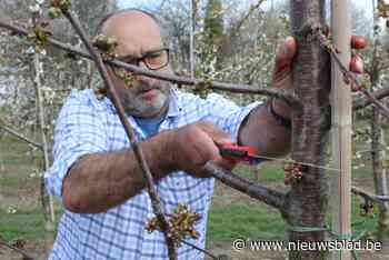 Daarom gebruiken fruitboeren opnieuw massaal de 'kerftechnie... (Borgloon) - Het Nieuwsblad