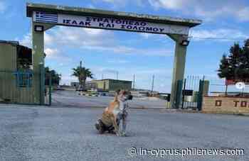 Happy ending for 'Bruno', the abused old dog now adopted by the army - in-cyprus