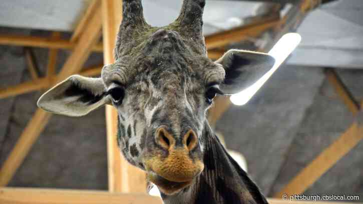 Lehigh Valley Zoo Mourns Loss Of Their ‘Gentle Giant’ Murphy The Giraffe