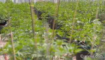 West Virginia businesses ask for closer look in medical cannabis rollout - WVVA TV