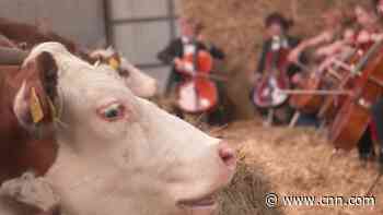 Why these cows are getting a cello concert