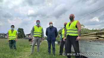 Montebelluna per l'ambiente: piantati 20 platani che diventeranno un viale alberato - TrevisoToday