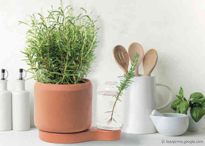 Greenfinity indoor plant pot lets you easily grow from cuttings