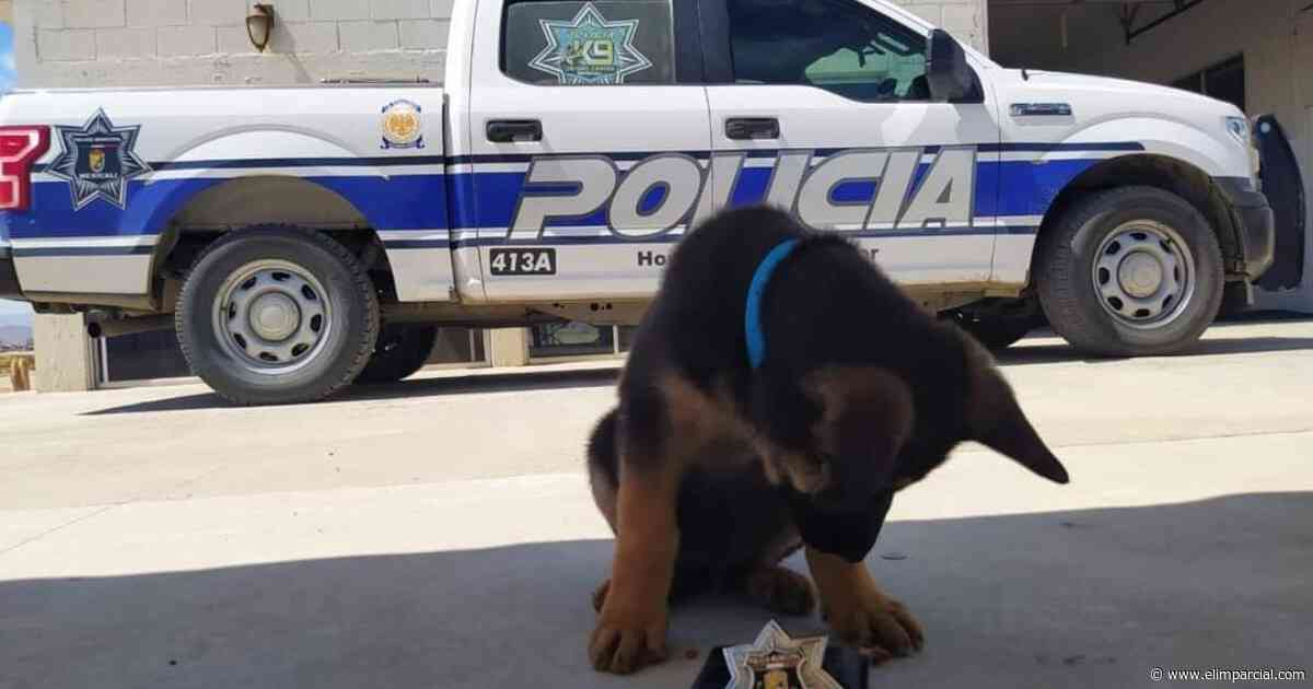 Cuenta San Felipe con nuevo integrante de policía canina - ELIMPARCIAL.COM