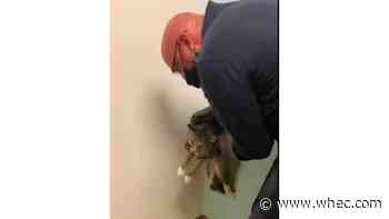 WATCH: Henrietta firefighters rescue cat stuck in wall