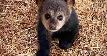 Black bear cubs rescued near Lac du Bonnet - Global News