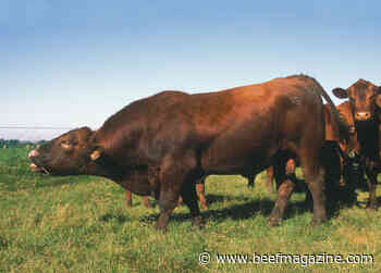 Don’t forget a breeding soundness exam