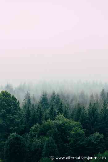 Listen to the Forest - A\J - Alternatives Journal