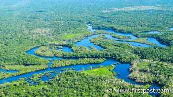 Brazil's Amazon forest released more CO2 than it absorbed over the last decade: Study - Firstpost