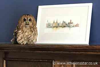 Owl drops down couple's chimney two days in a row - St Helens Star