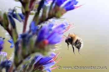 Large bumblebees more likely to forage at dawn, study finds - St Helens Star