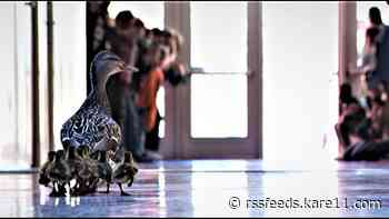 Ten ducklings follow their mom through a Minnesota elementary school, continuing 20-year tradition