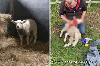 Wormingford farmer's plea to public after lambs attacked by dog