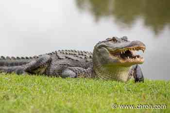 'Don't do it': Texas organization warns not to snap selfies with alligators