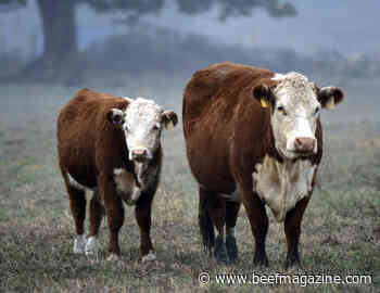 Follow BQA Principles when working cows