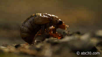 Here comes Brood X: Within days, trillions of cicadas to emerge, sing ear-piercing mating song before dying en masse