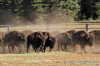 Chance to Shoot Bison at Grand Canyon Draws 45k Applicants