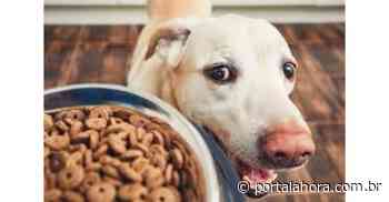 Centro de Bem-estar Animal de Imbituba lança campanha para arrecadar ração e auxiliar cuidadores na alimentação dos cães e gatos acolhidos - Portal AHora