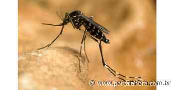 Morador de Imbituba, de 29 anos, contrai febre amarela em Urussanga e é o primeiro caso da doença em humanos na região - Portal AHora