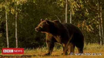 Prince blamed for shooting one of Europe's biggest bears