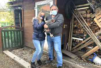 Acht sierkippen en twee hanen gestolen in Riemst: “Wellicht een wraakactie” - Het Belang van Limburg