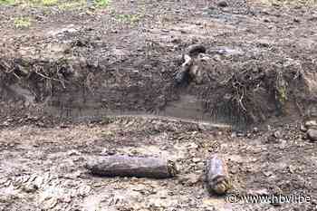 Twee bommen ontdekt in nieuwe verkaveling Genoelselderen (Riemst) - Het Belang van Limburg Mobile - Het Belang van Limburg