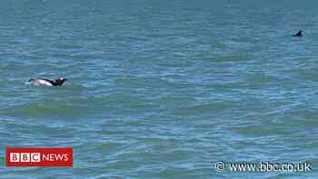 Rare white-beaked dolphins spotted off Essex coast