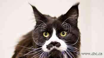 Why cats may have more to teach us about living the good life than Socrates