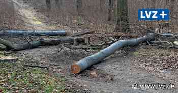 Oschatz öffnet Stadtpark kommende Woche – und sucht Baumpaten für Oschatz-West - Leipziger Volkszeitung