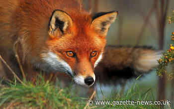 Benfleet: Four fox cubs found dead with shot wounds