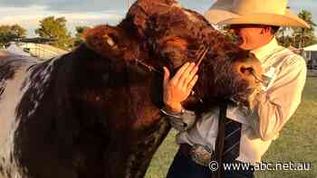 50-year breeding program pays off as bull takes out top honour at Beef Australia