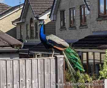 Peacock spotted in Bolton - here is where it has been?