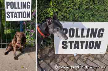 Send us your photos of pups waiting at polling stations