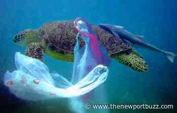 Rhode Island Senate Passes Plastic Bag Ban - Newport Buzz
