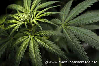 Marijuana Legalization 'Inevitable,' Top Rhode Island Lawmakers Say, But It Might Not Happen This Year - Marijuana Moment