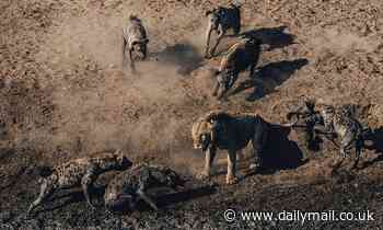 Incredible images show a lion taking on a pack of 30 hyenas